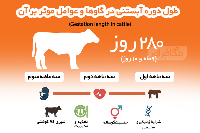 اینفوگرافیک طول دوره آبستنی (gestation length) در گاوها و عوامل موثر بر آن