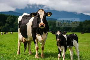 طول دوره آبستنی (gestation length) در گاوها و عوامل موثر بر آن