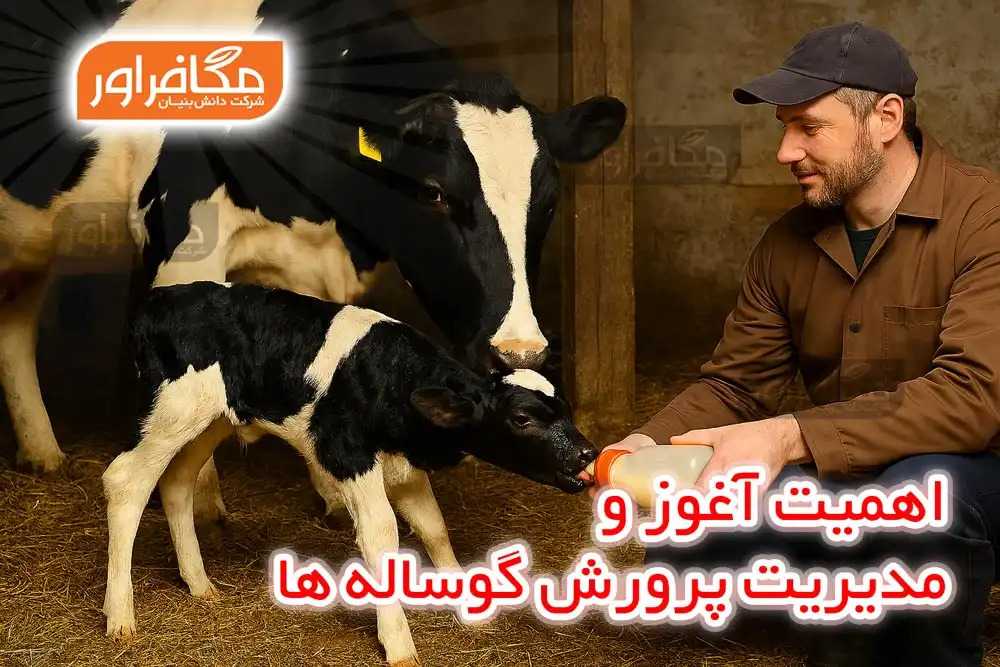 اهمیت آغوز و مدیریت پرورش گوساله ها